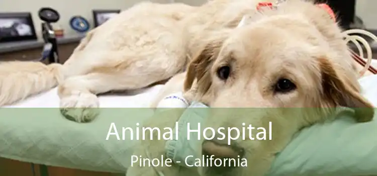 Animal Hospital Pinole - California