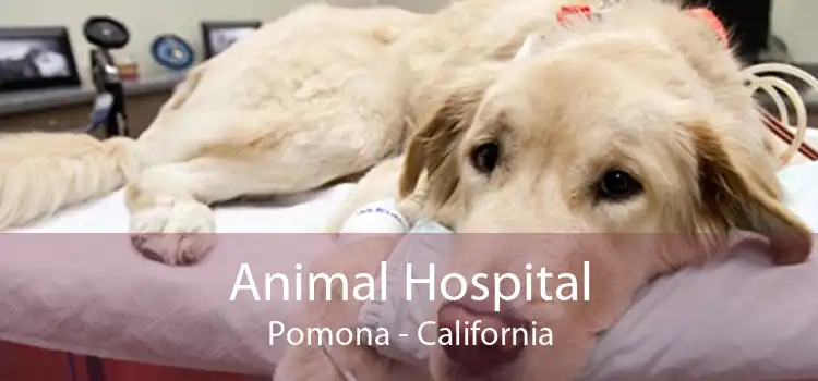 Animal Hospital Pomona - California