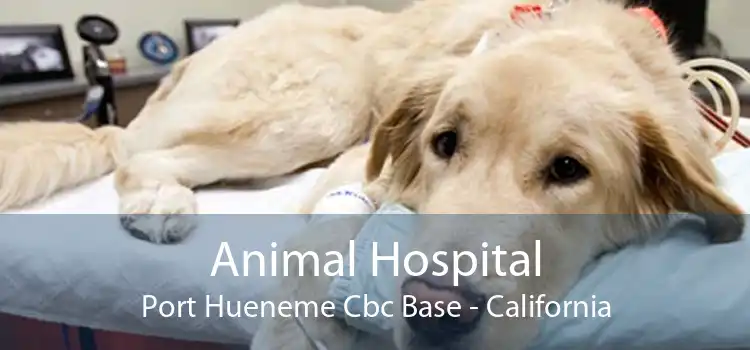 Animal Hospital Port Hueneme Cbc Base - California