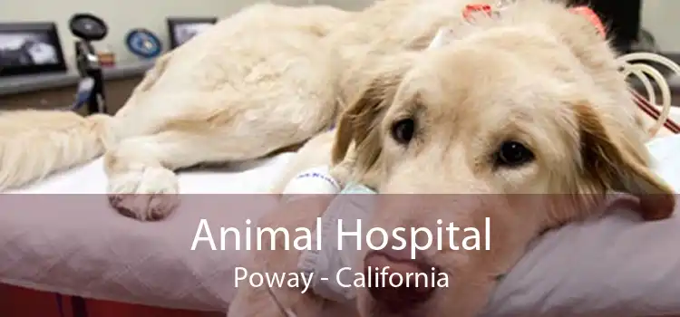 Animal Hospital Poway - California