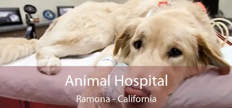 Animal Hospital Ramona - California