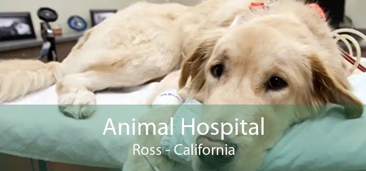 Animal Hospital Ross - California