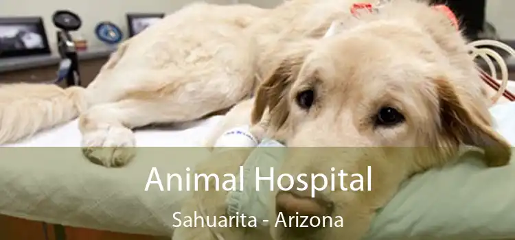 Animal Hospital Sahuarita - Arizona