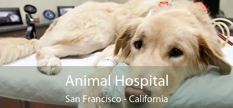 Animal Hospital San Francisco - California