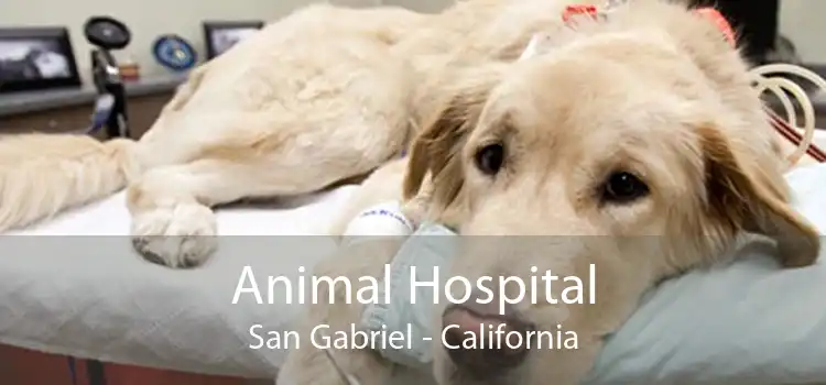 Animal Hospital San Gabriel - California