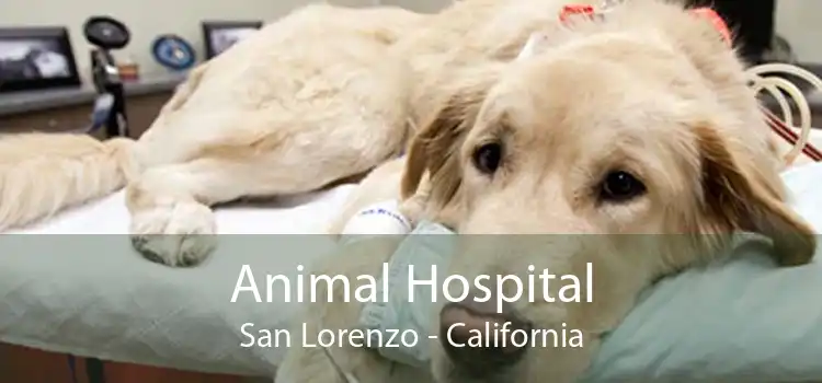 Animal Hospital San Lorenzo - California