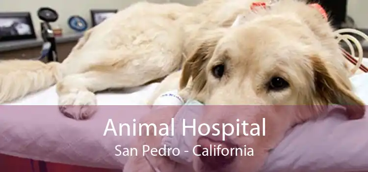 Animal Hospital San Pedro - California