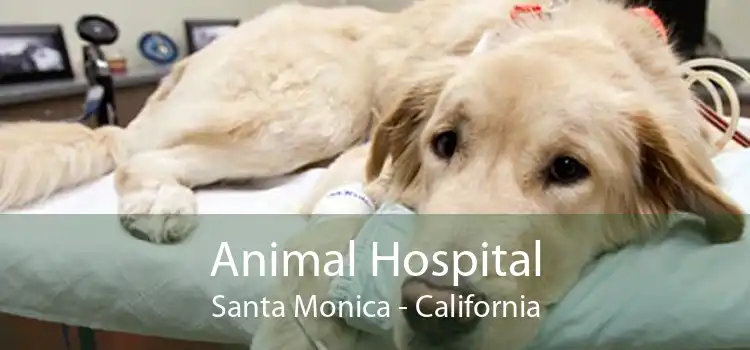 Animal Hospital Santa Monica - California