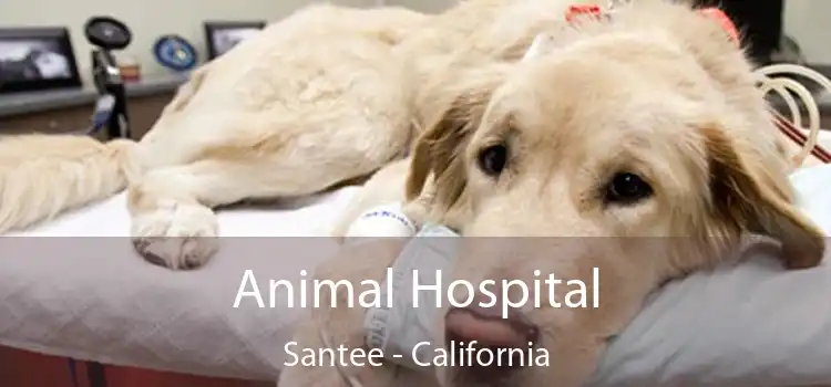 Animal Hospital Santee - California