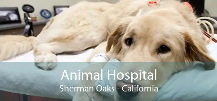 Animal Hospital Sherman Oaks - California