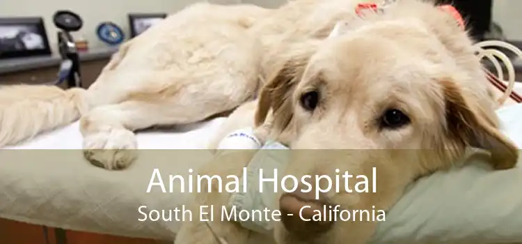 Animal Hospital South El Monte - California