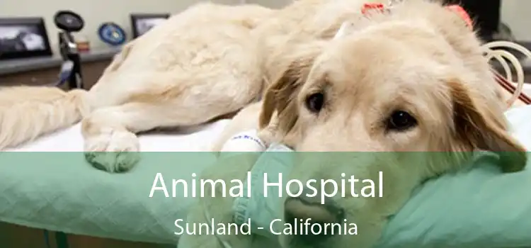 Animal Hospital Sunland - California