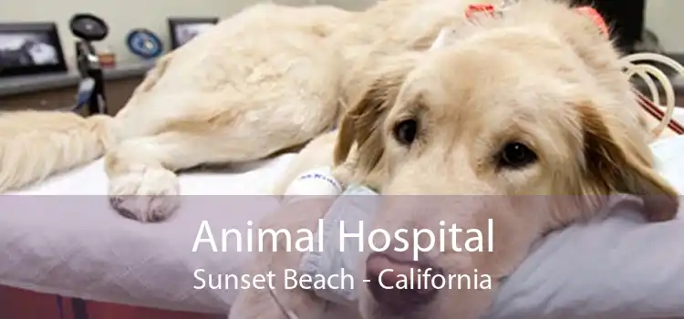 Animal Hospital Sunset Beach - California