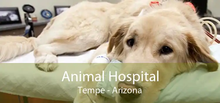 Animal Hospital Tempe - Arizona