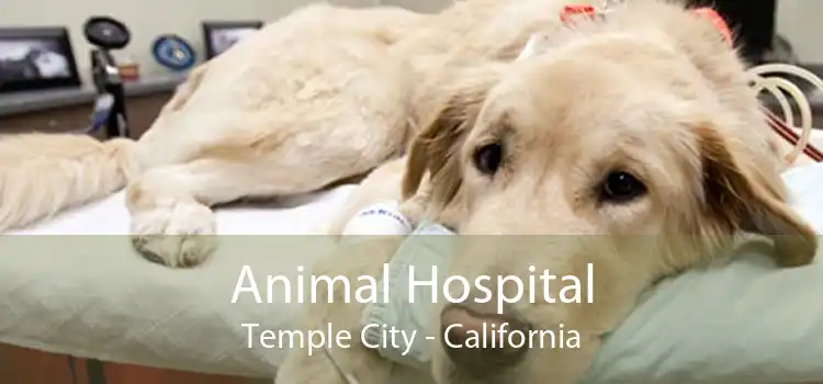 Animal Hospital Temple City - California
