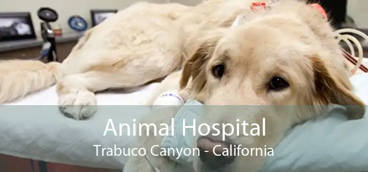 Animal Hospital Trabuco Canyon - California