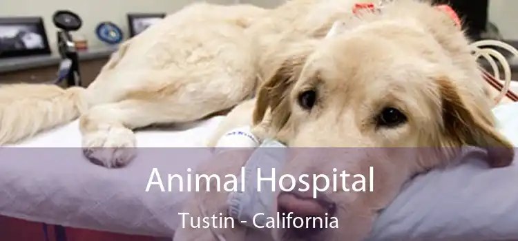 Animal Hospital Tustin - California