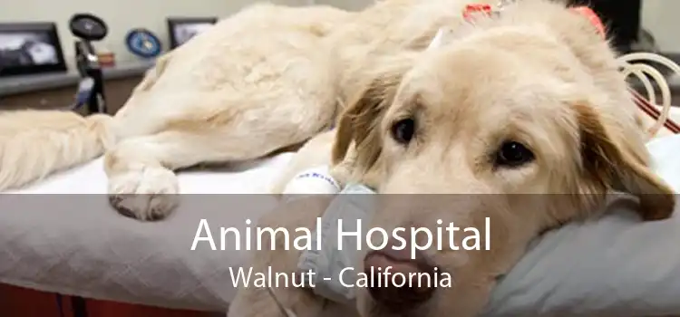 Animal Hospital Walnut - California