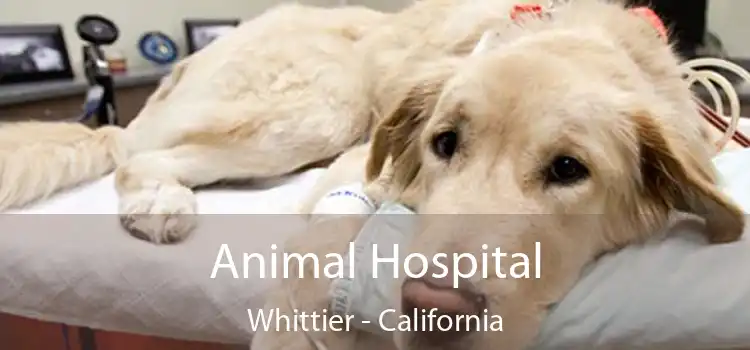 Animal Hospital Whittier - California