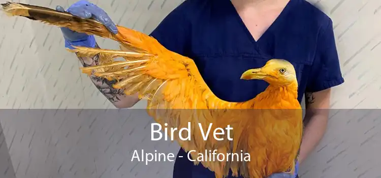 Bird Vet Alpine - California