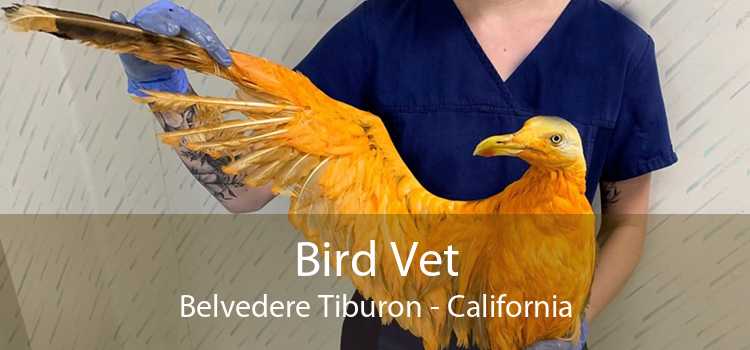 Bird Vet Belvedere Tiburon - California