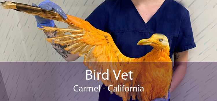 Bird Vet Carmel - California