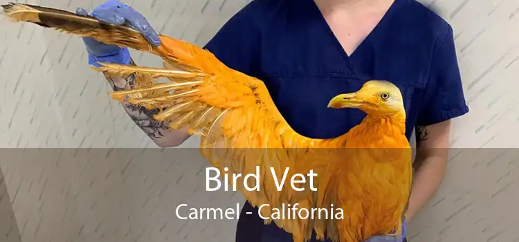 Bird Vet Carmel - California
