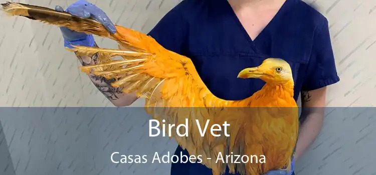 Bird Vet Casas Adobes - Arizona