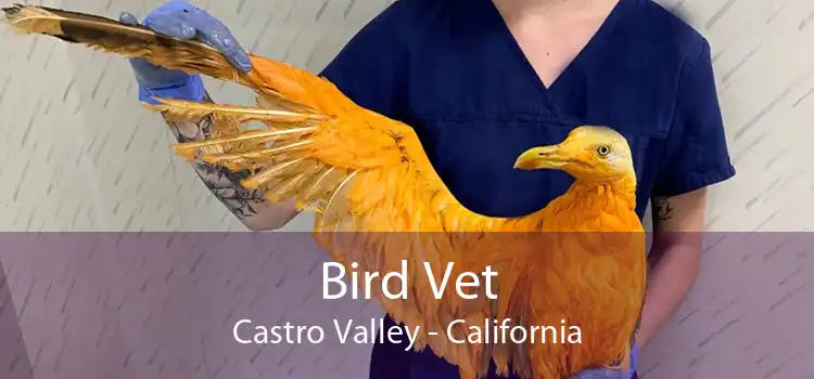 Bird Vet Castro Valley - California