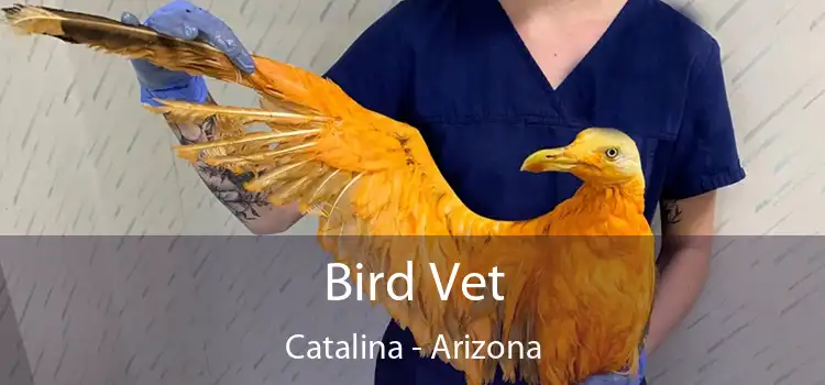 Bird Vet Catalina - Arizona