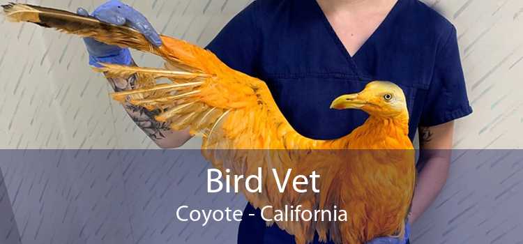 Bird Vet Coyote - California
