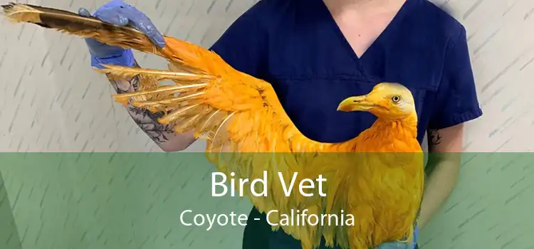 Bird Vet Coyote - California