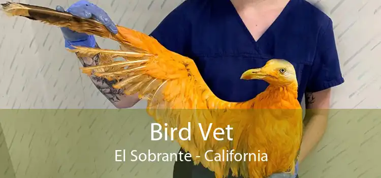 Bird Vet El Sobrante - California