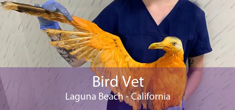 Bird Vet Laguna Beach - California