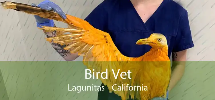 Bird Vet Lagunitas - California