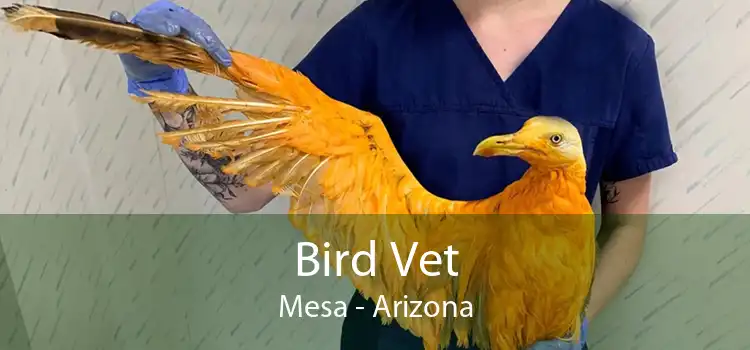 Bird Vet Mesa - Arizona