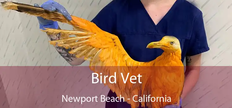 Bird Vet Newport Beach - California