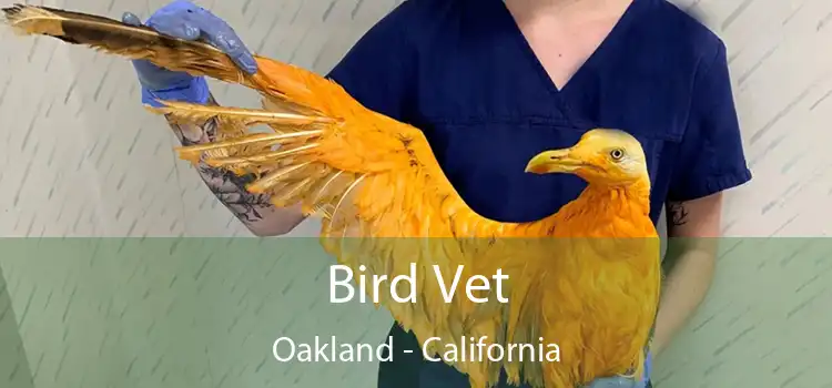 Bird Vet Oakland - California