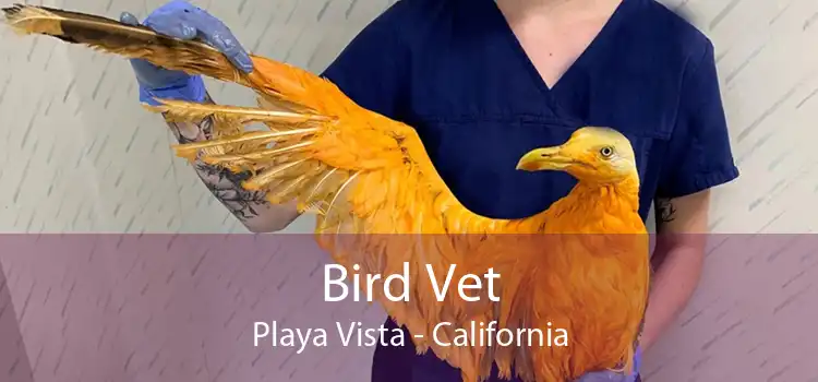 Bird Vet Playa Vista - California
