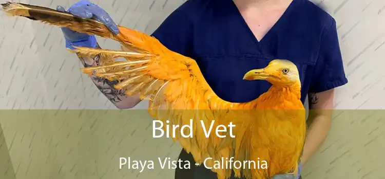 Bird Vet Playa Vista - California