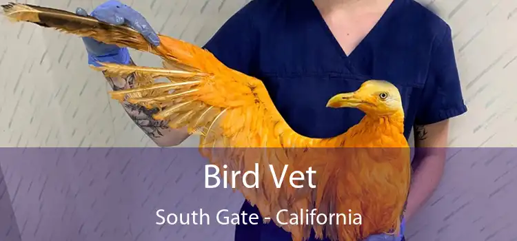 Bird Vet South Gate - California