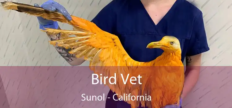 Bird Vet Sunol - California