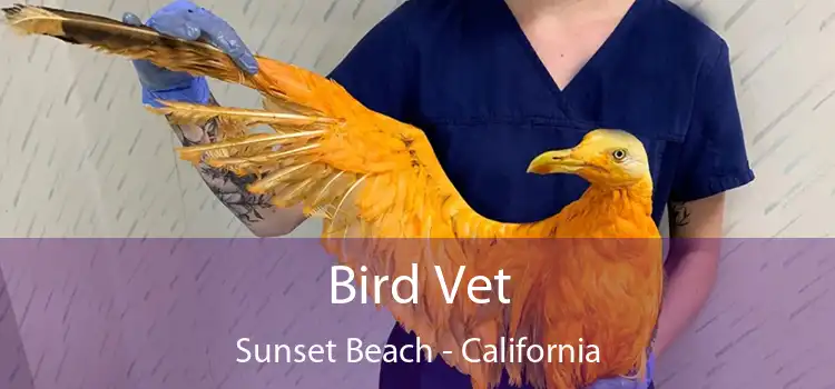 Bird Vet Sunset Beach - California