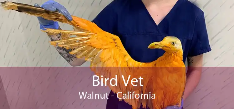 Bird Vet Walnut - California