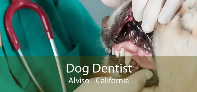 Dog Dentist Alviso - California