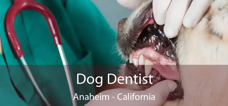 Dog Dentist Anaheim - California