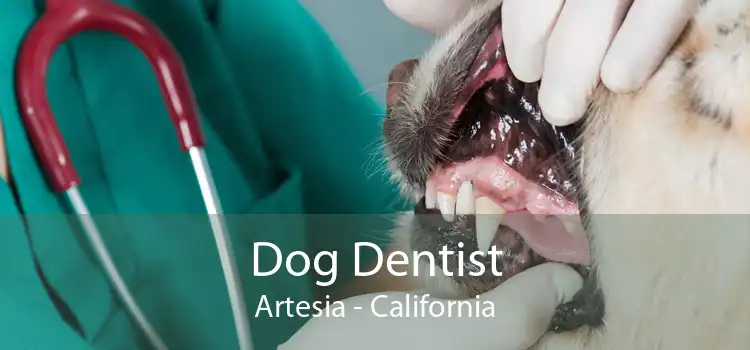 Dog Dentist Artesia - California