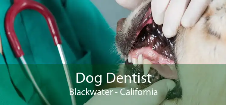 Dog Dentist Blackwater - California