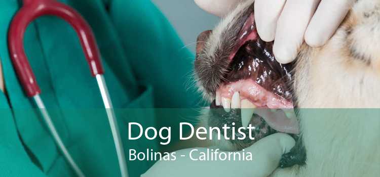 Dog Dentist Bolinas - California