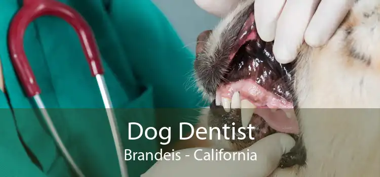 Dog Dentist Brandeis - California